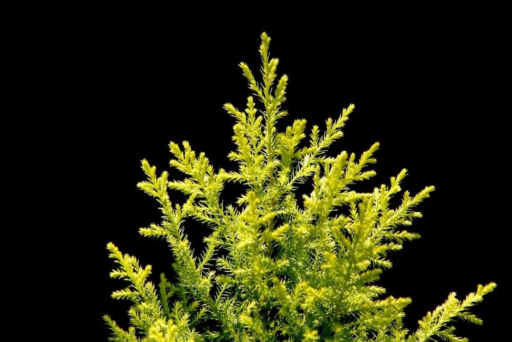 cypress lemon plant care guide growing plants