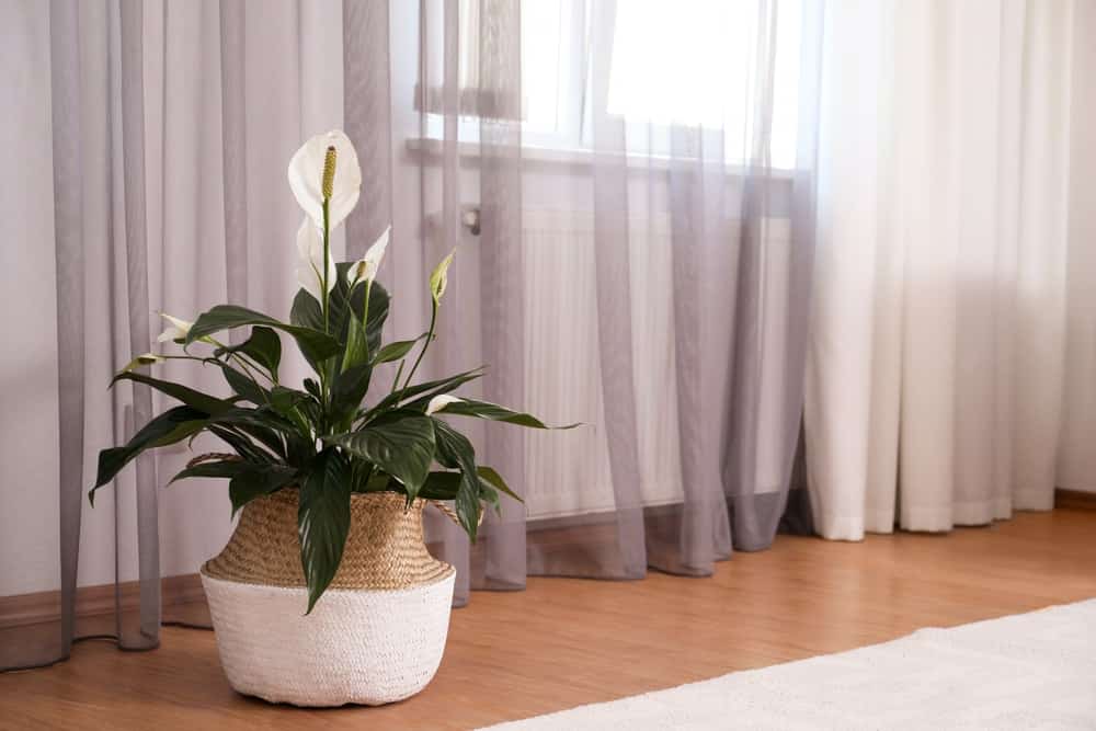 Lilies Lilies