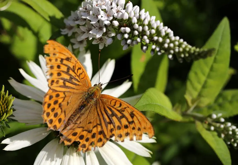 Loosestrife Gooseneck butterfly 1