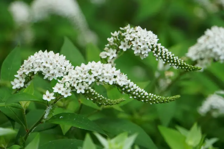 Gooseneck Loosestrife Care and Growing Guide