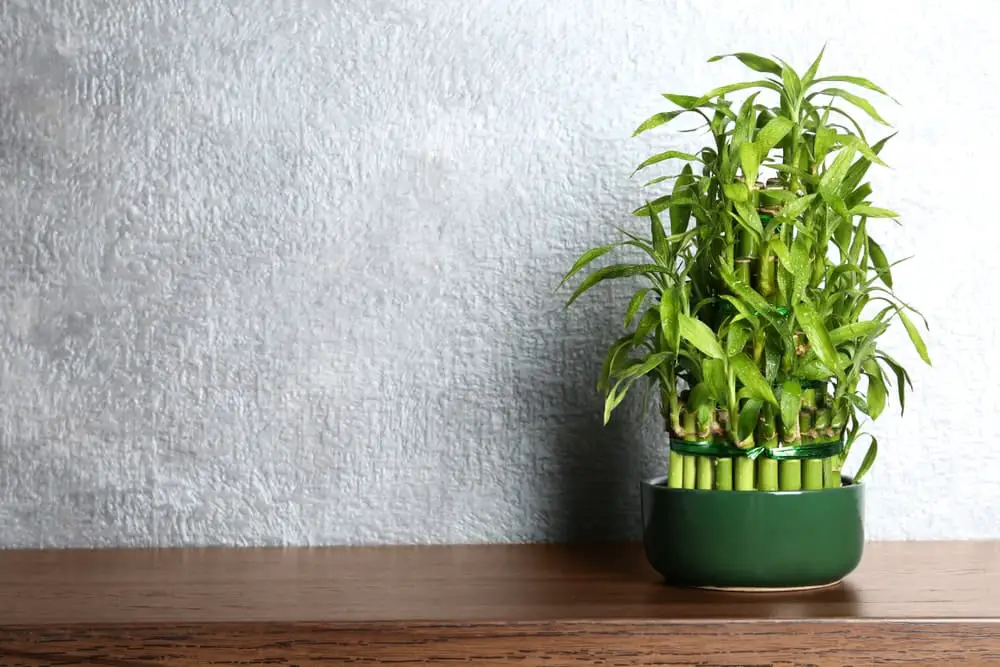 Lucky Bamboo 1 Lucky Bamboo 1