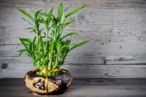 Lucky Bamboo: Plant Care and Growing Guide