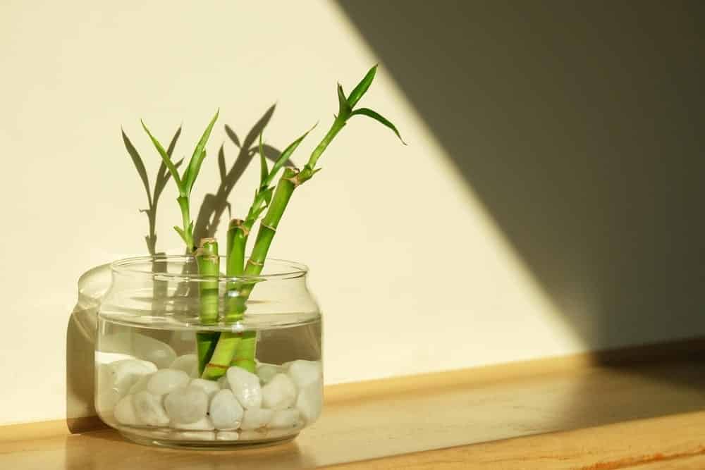 Lucky Bamboo Lucky Bamboo