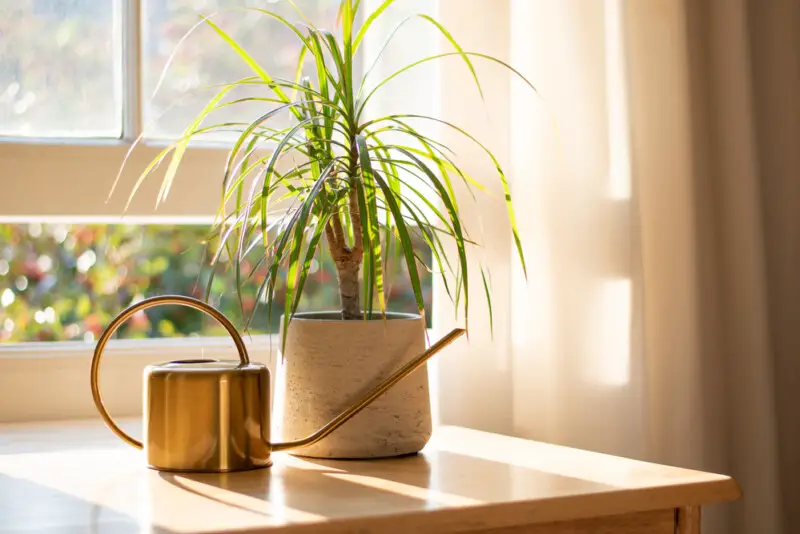 8 Best Indoor Trees That Thrive in Low Light