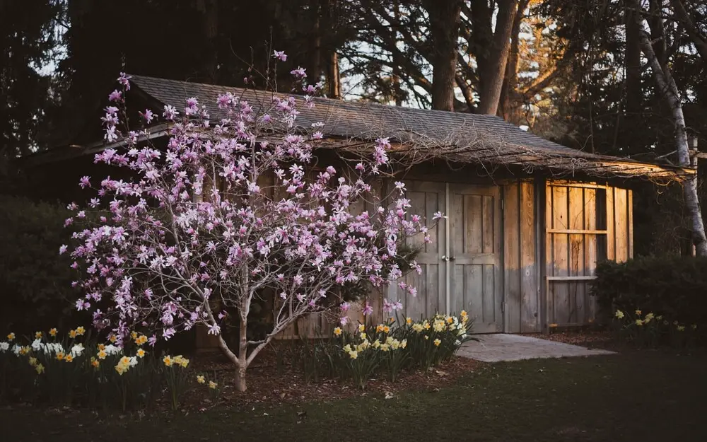 Magnolia Tree in an yard e1602729667260