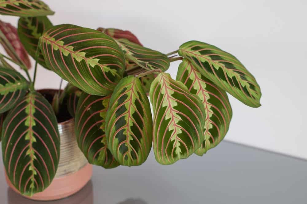 Maranta leaves