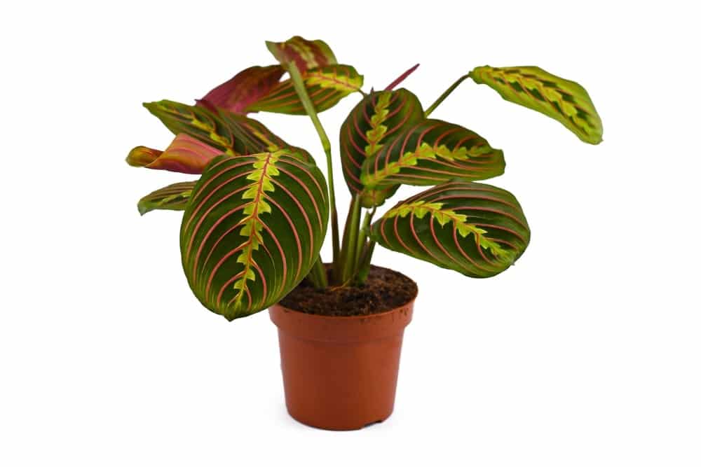 Maranta plant Maranta plant