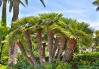 Mediterranean Fan Palm Care & Growing Guide