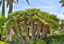 Mediterranean Fan Palm Care & Growing Guide