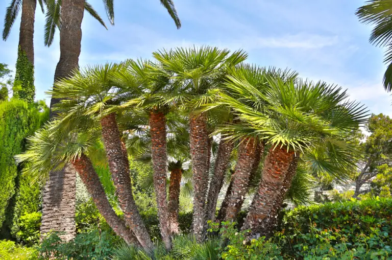 Mediterranean fan palm