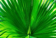 Mexican Palm Growth and Care Guide