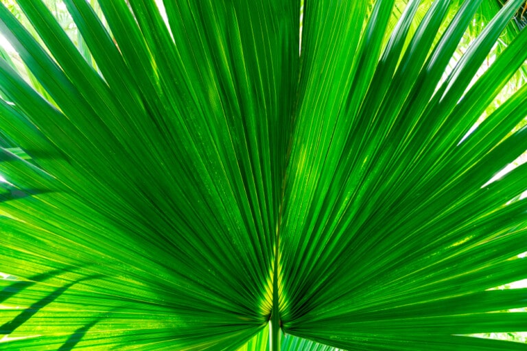 Mexican palm Care growing guide 1