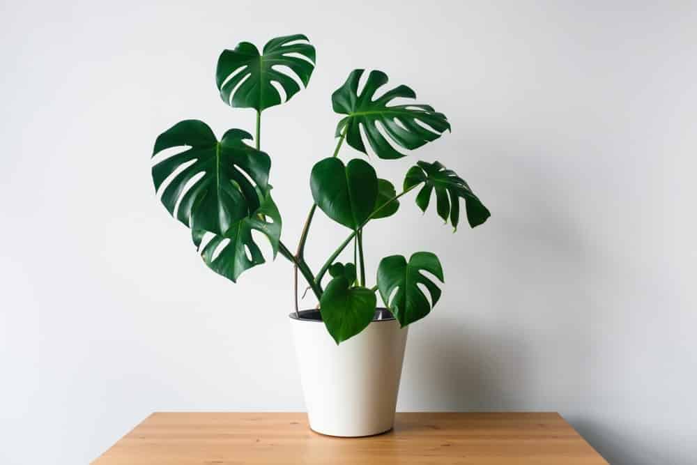 Monstera 1 Monstera 1