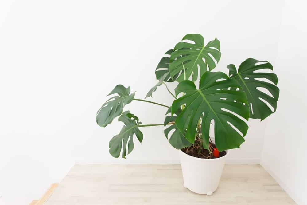 Monstera Monstera