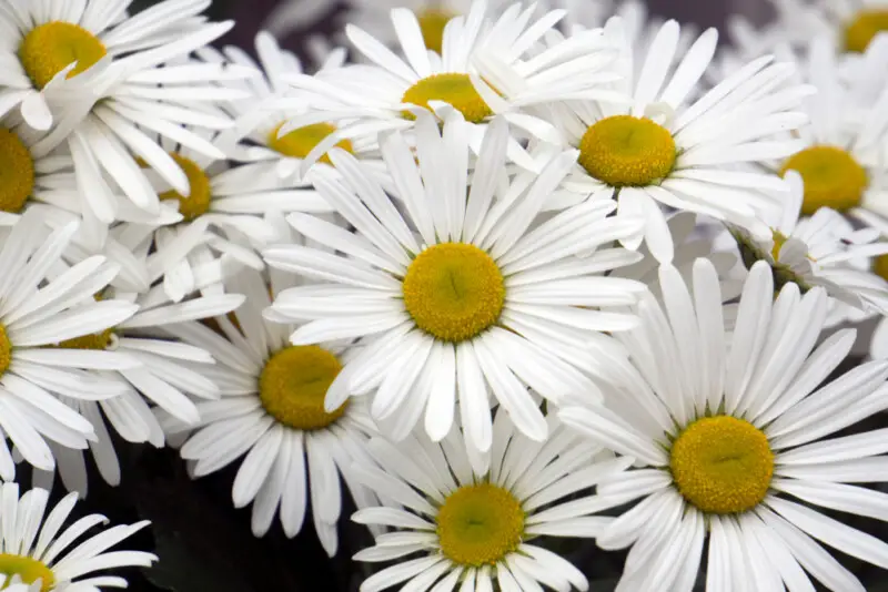 Montauk Daisy Plant Care & Growing Guide