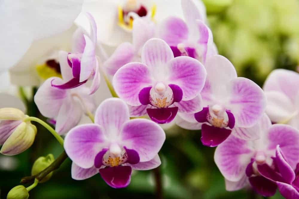 Moth Orchid 1 Moth Orchid 1