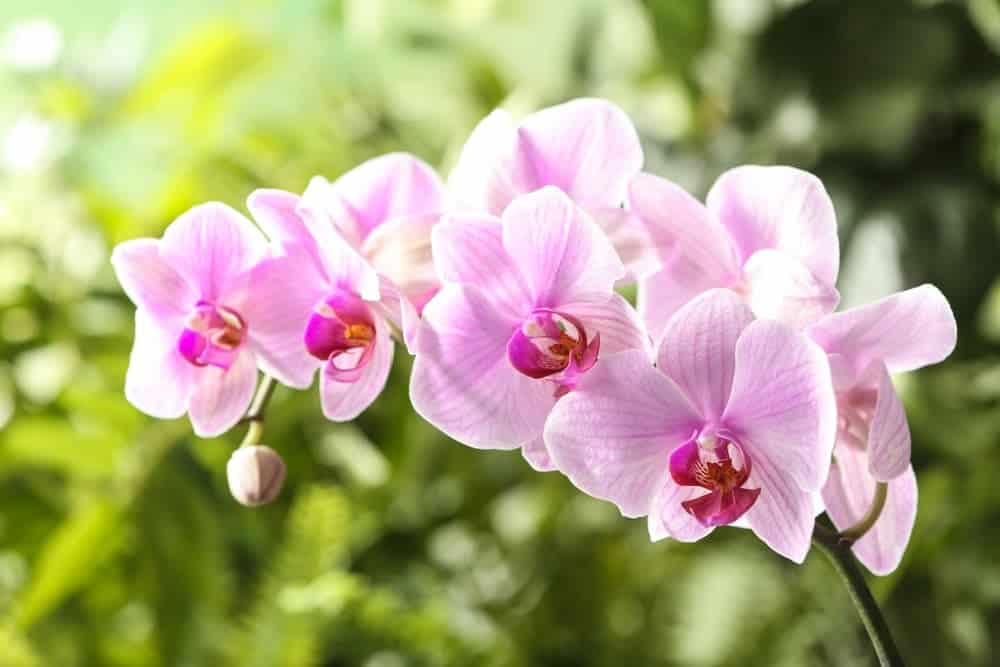 Moth Orchid