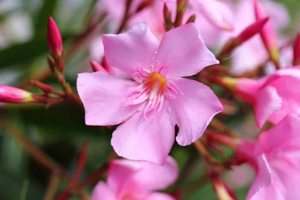 Oleander Oleander