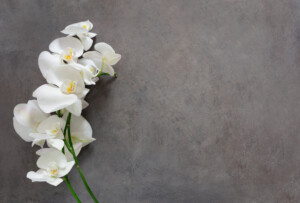 Orchids: Plant Care and Growing Guide