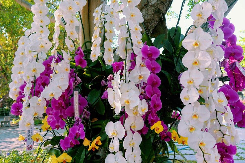 Orchids Care Growing Guide