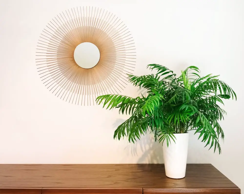 Parlor Palm 1 Parlor Palm 1