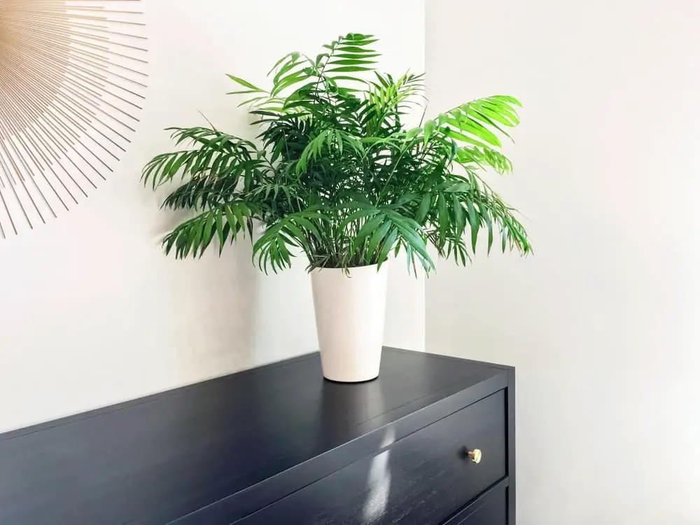 Parlor Palm Parlor Palm
