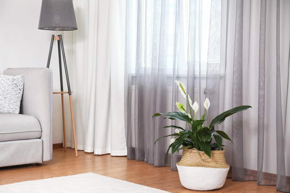 Peace Lily 1 Peace Lily 1