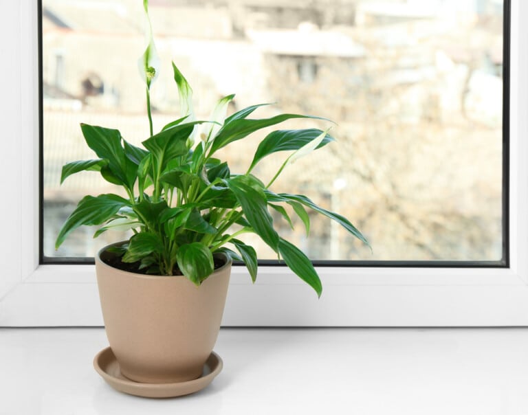 10 Best Plants for Your Office