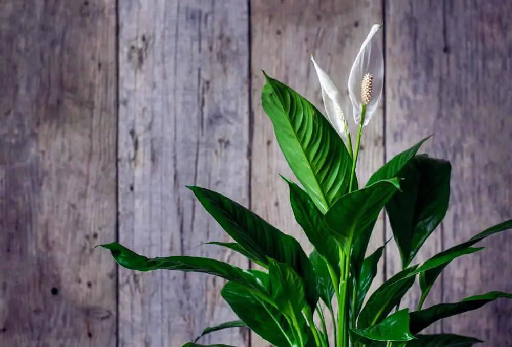 Peace Lily Peace Lily