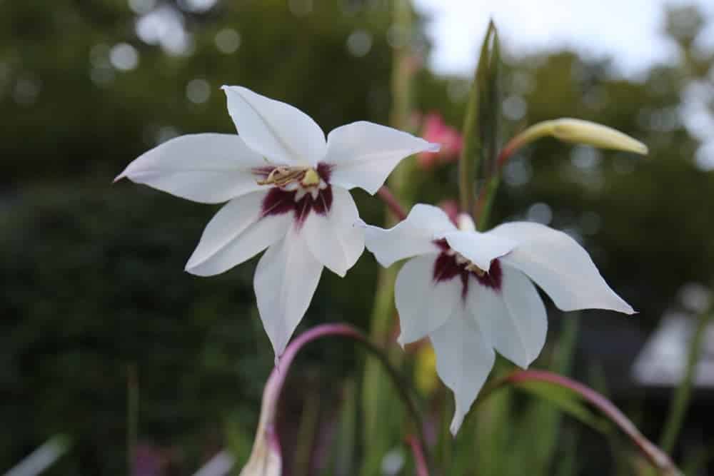 Peacock Orchid Plant Care Growing Guide