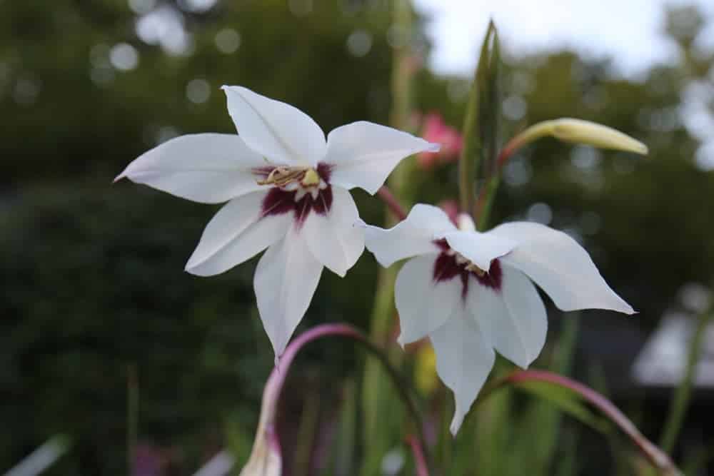 Peacock Orchid Plant Care Growing Guide Peacock Orchid Plant Care Growing Guide