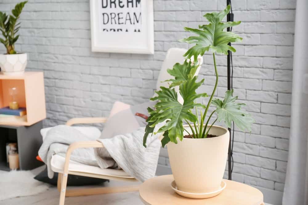 Philodendron 1 Philodendron 1