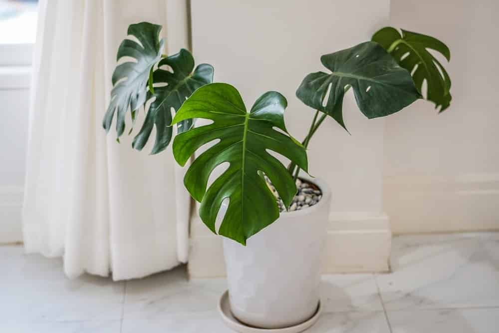 Philodendron Philodendron