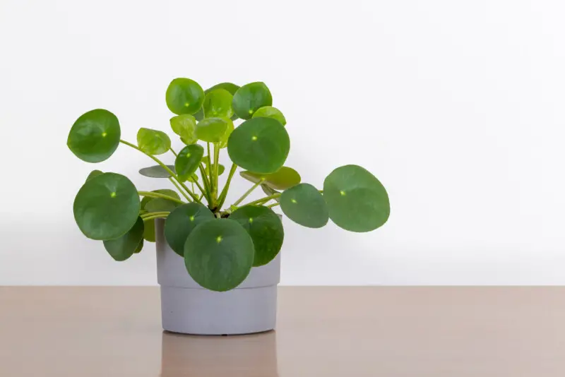 Yellow Pilea Leaves Reasons & Treatments Hobby Plants