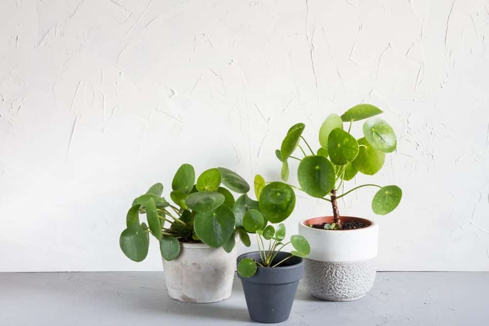 Pilea plants