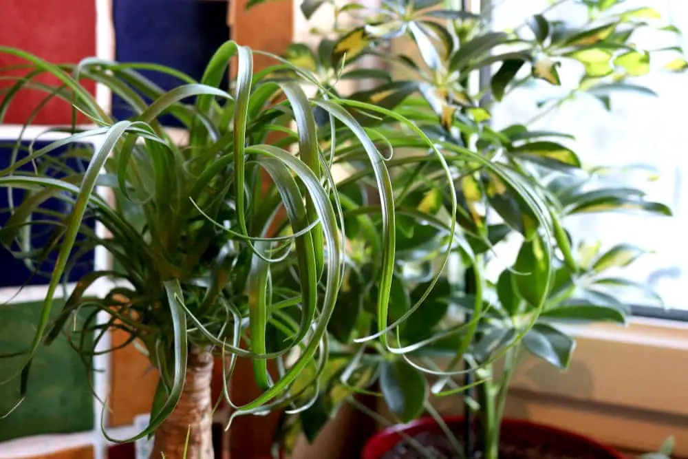 Ponytail Palm Ponytail Palm