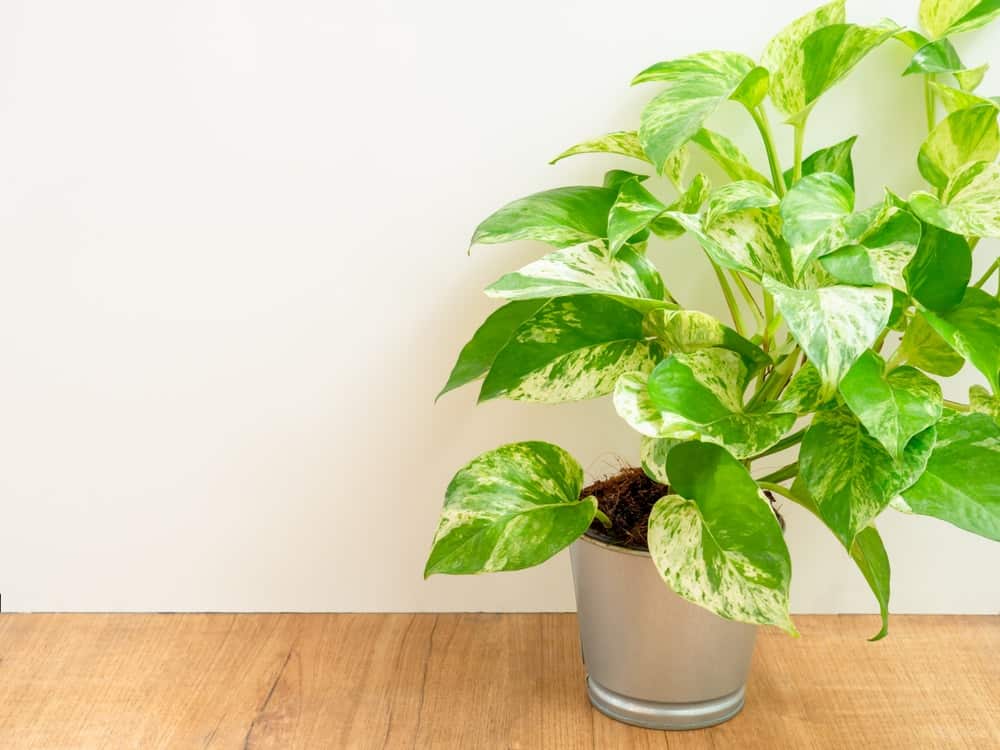 8 Poisonous Houseplants that Are Dangerous for Children and Pets