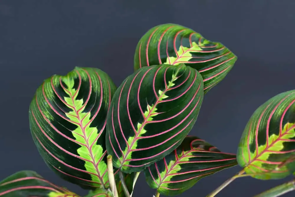 Prayer Plant 1 Prayer Plant 1