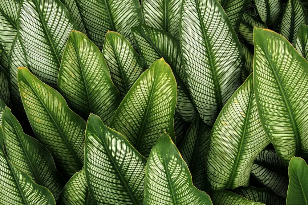 Prayer Plant Prayer Plant