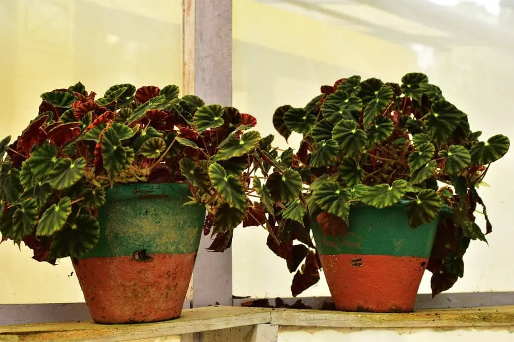 Rex Begonia Rex Begonia