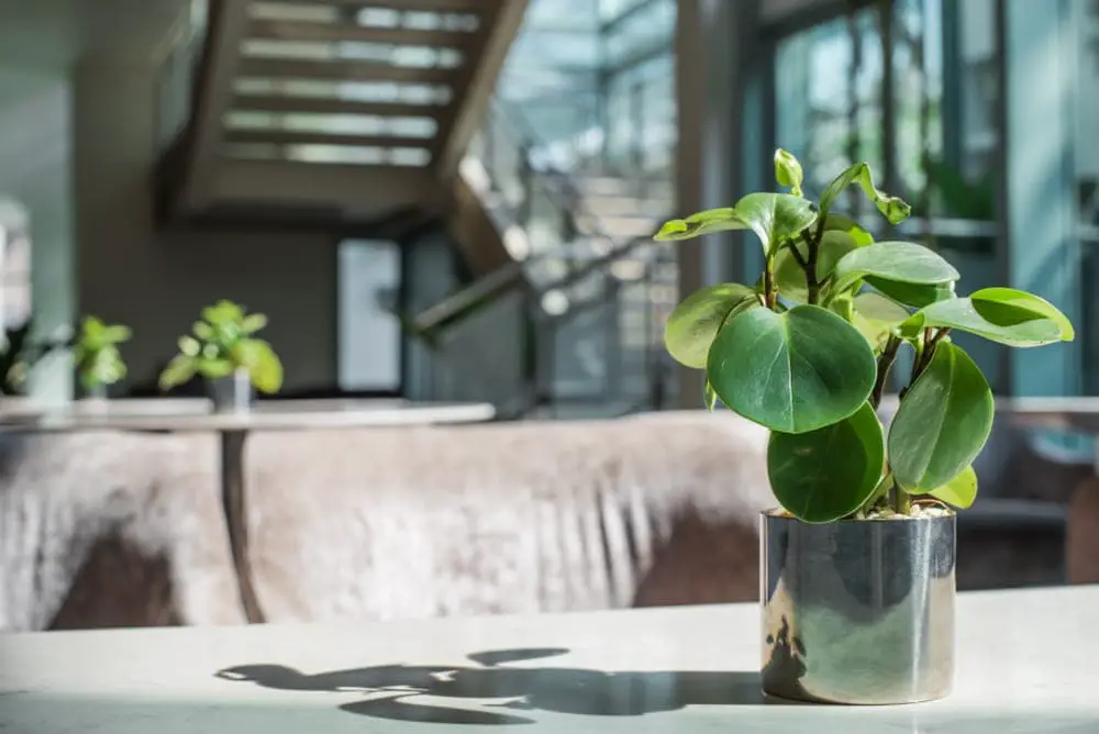 Rubber Plant Rubber Plant