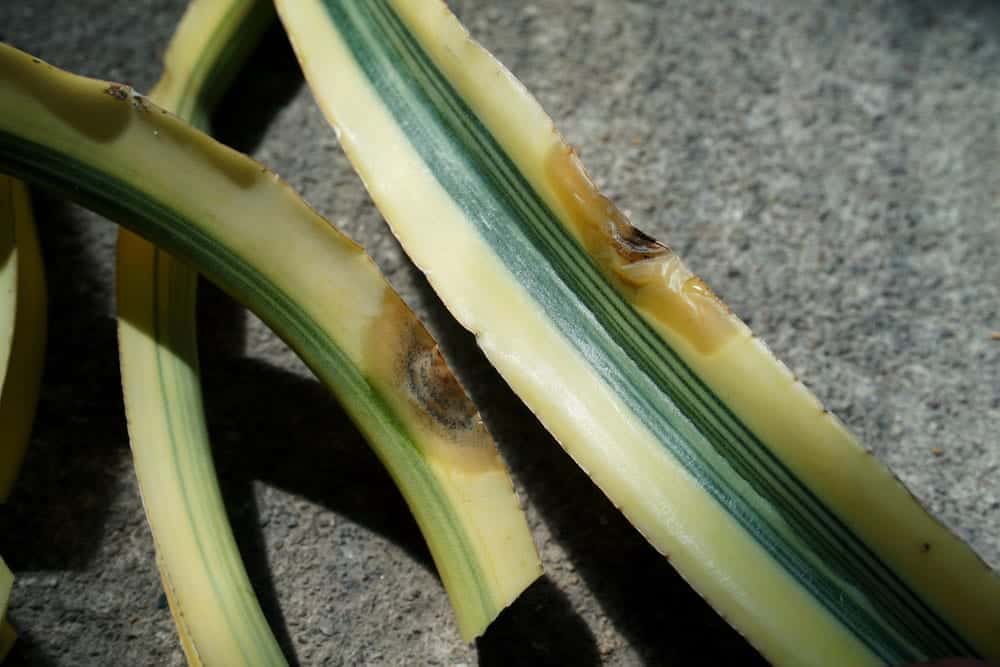 Yellow Sansevieria Leaves - Reasons & Treatment