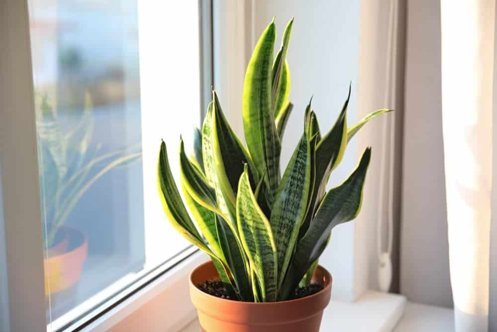 Sansevieria Sansevieria