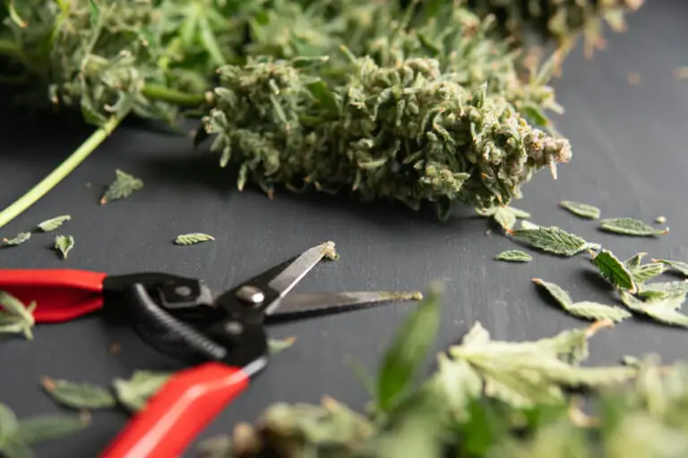 Should You Cut off Dead Leaves From an Indoor Plant?