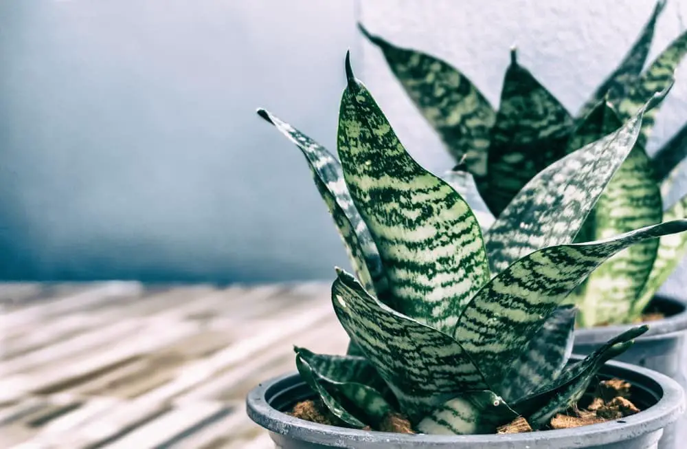 Snake Plant 1 Snake Plant 1