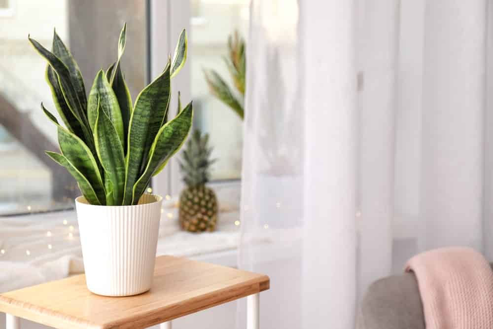Snake Plant 2 Snake Plant 2