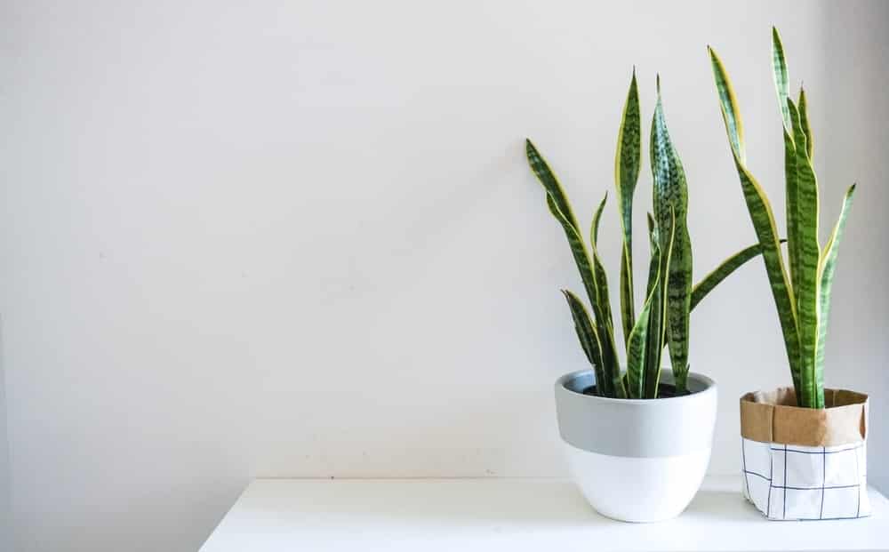 Snake Plant Snake Plant