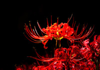 Spider Lily Care & Growing Guide