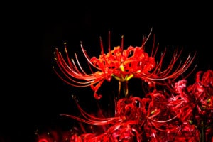 Spider Lily: Plant Care & Growing Guide