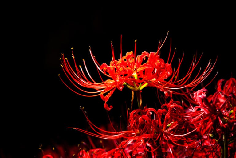 Spider Lily Care Growing Guide